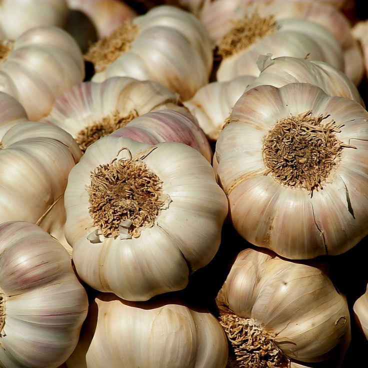 Garlic